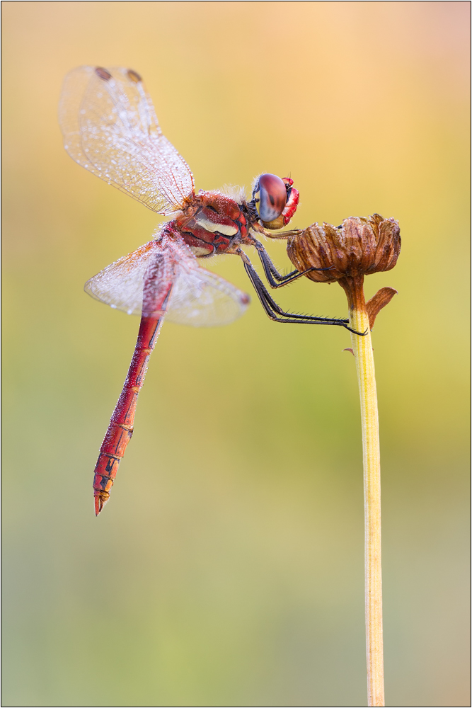 Frühe Heidelibelle (Sympetrum fonscolombii)