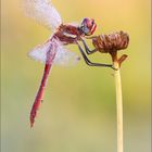 Frühe Heidelibelle (Sympetrum fonscolombii)