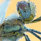 Frühe Heidelibelle - Sympetrum fonscolombii