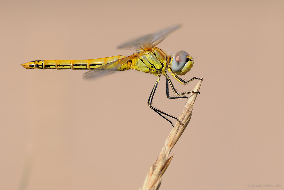 Frühe Heidelibelle ( Sympetrum fonscolombii )