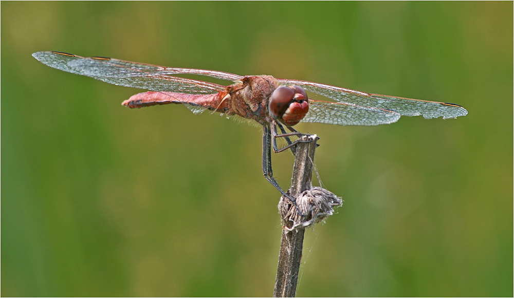 Frühe Heidelibelle (Sympetrum fonscolombii)