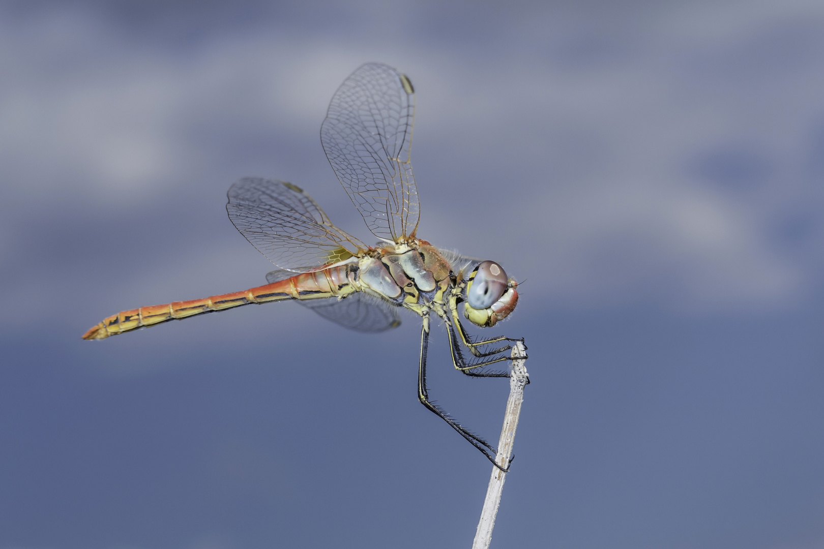 Frühe Heidelibelle, Sympetrum fonscolombii