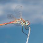 Frühe Heidelibelle, Sympetrum fonscolombii