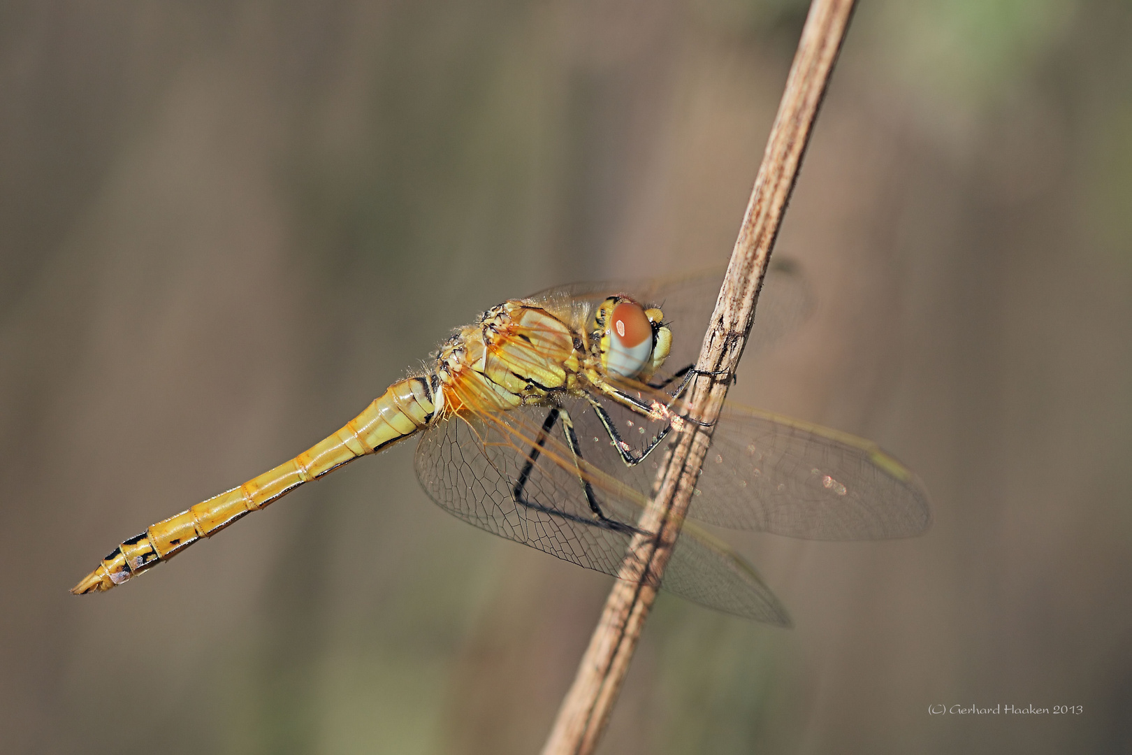 Frühe Heidelibelle - Sympetrum fonscolombii