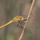 Frühe Heidelibelle - Sympetrum fonscolombii