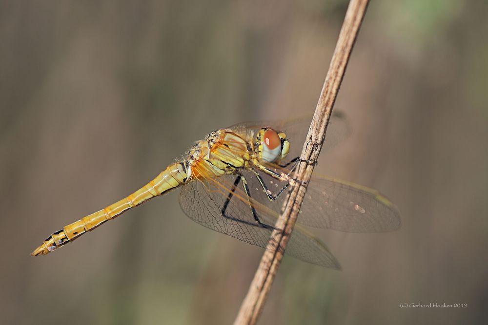 Frühe Heidelibelle - Sympetrum fonscolombii