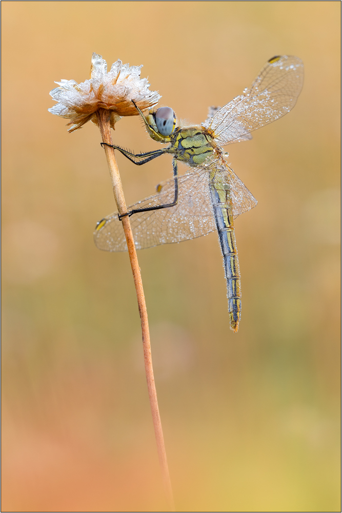 Frühe Heidelibelle (Sympetrum fonscolombii)