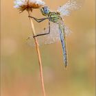 Frühe Heidelibelle (Sympetrum fonscolombii)