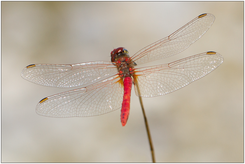 Frühe Heidelibelle (Sympetrum fonscolombii)