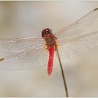 Frühe Heidelibelle (Sympetrum fonscolombii)