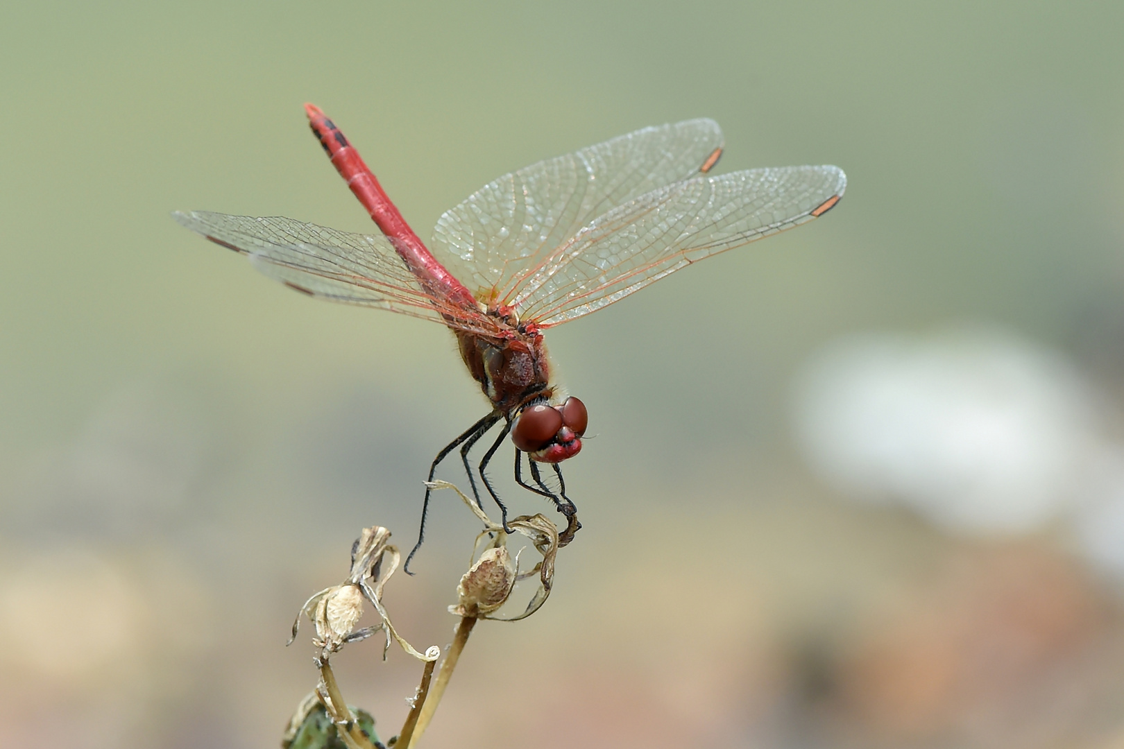 Frühe Heidelibelle – Sympetrum fonscolombii