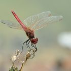 Frühe Heidelibelle – Sympetrum fonscolombii