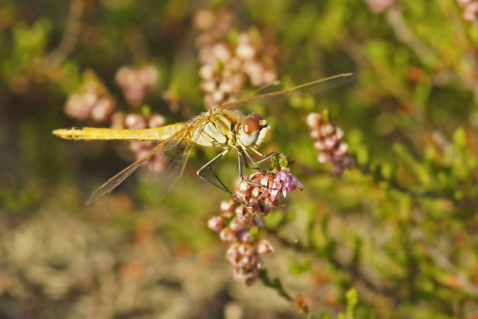 Frühe Heidelibelle (Sympetrum fonscolombii)