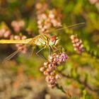 Frühe Heidelibelle (Sympetrum fonscolombii)