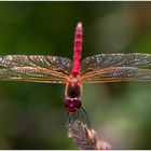 Frühe Heidelibelle – Sympetrum fonscolombii