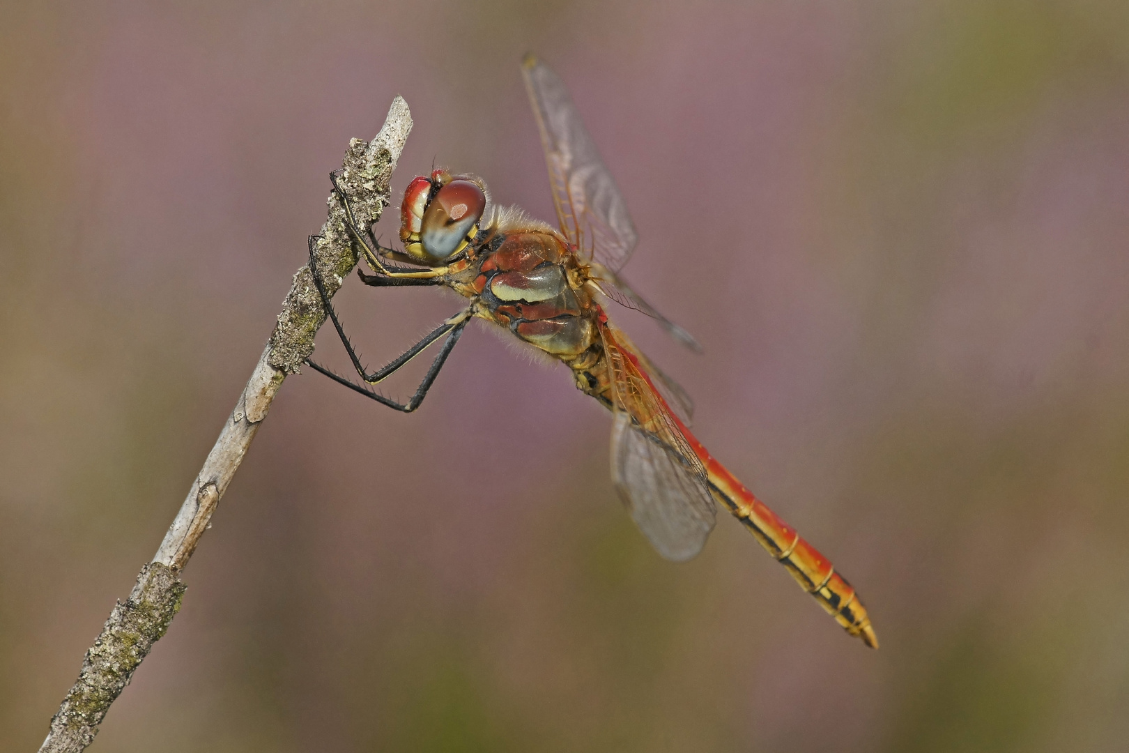 Frühe Heidelibelle (Sympetrum fonscolombii), Männchen