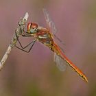 Frühe Heidelibelle (Sympetrum fonscolombii), Männchen