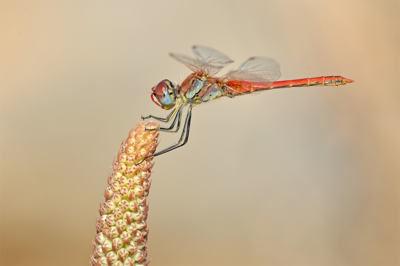 Frühe Heidelibelle (Sympetrum fonscolombii), Männchen