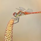 Frühe Heidelibelle (Sympetrum fonscolombii), Männchen