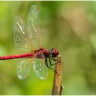 Frühe Heidelibelle - Sympetrum fonscolombii -, Männchen 