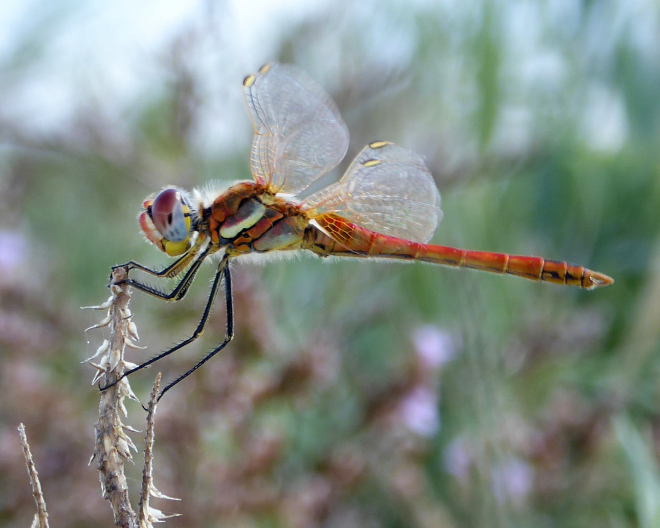 Frühe Heidelibelle - Sympetrum fonscolombii (Männchen)