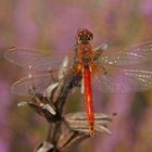 Frühe Heidelibelle (Sympetrum fonscolombii), Männchen