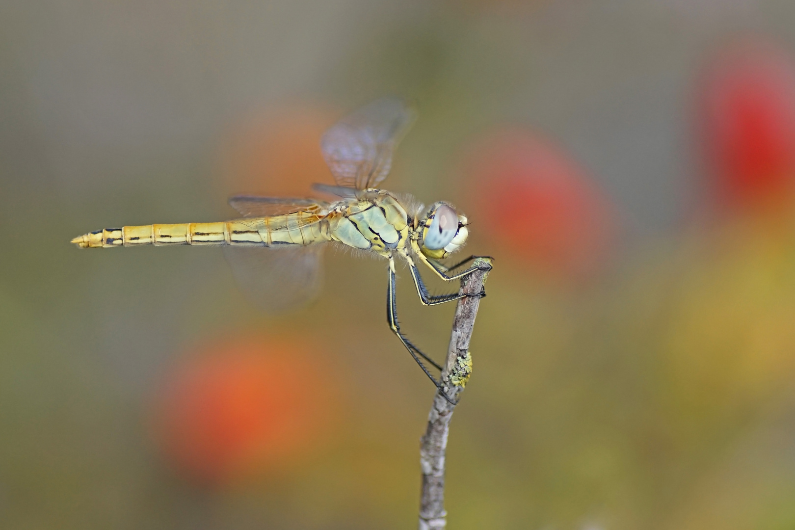 Frühe Heidelibelle (Sympetrum fonscolombii), Weibchen