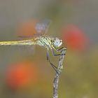 Frühe Heidelibelle (Sympetrum fonscolombii), Weibchen