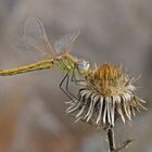 Frühe Heidelibelle (Sympetrum fonscolombii) Weibchen