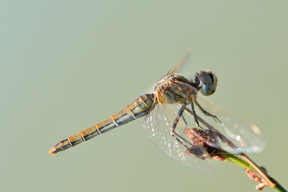 Frühe Heidelibelle (Sympetrum fonscolombii) Weibchen