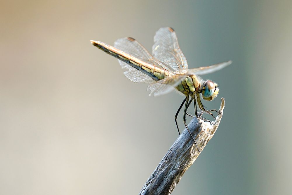 Frühe Heidelibelle Weibchen