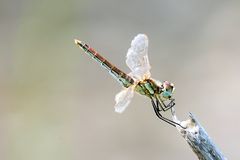 Frühe Heidelibelle Weibchen