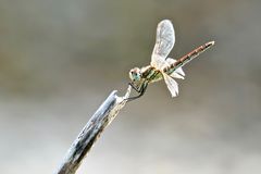 Frühe Heidelibelle Weibchen