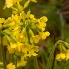 Frühe Heilpflanzen strahlen in der Frühlingssonne - hier die Schlüsselblume