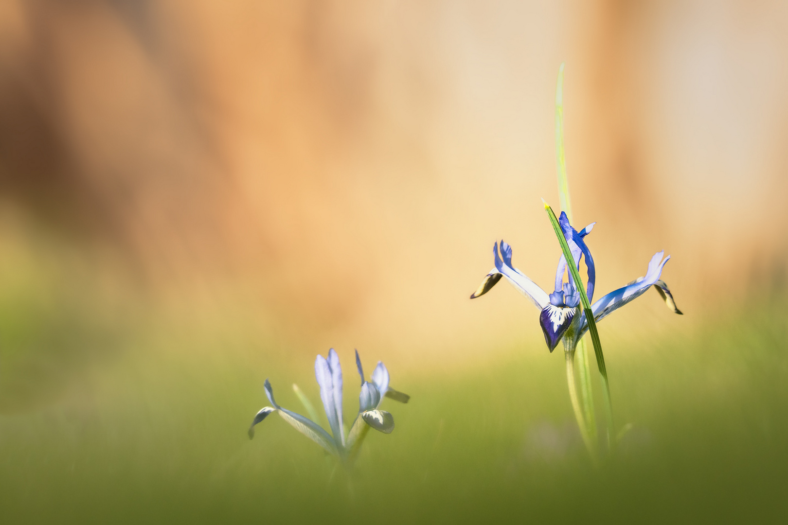 frühe Iris