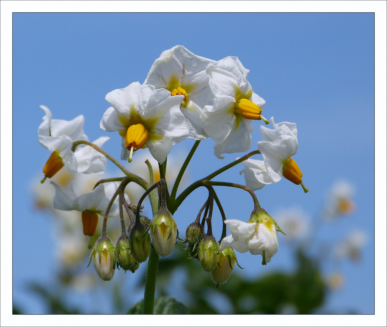 "Frühe Kartoffel 1"