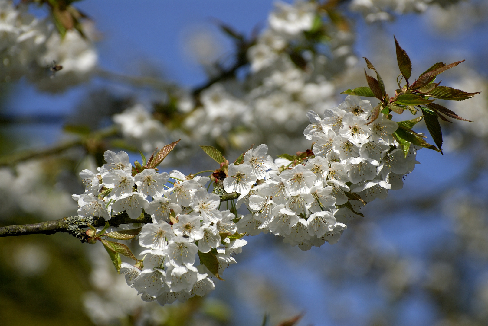 frühe Kirschblüte