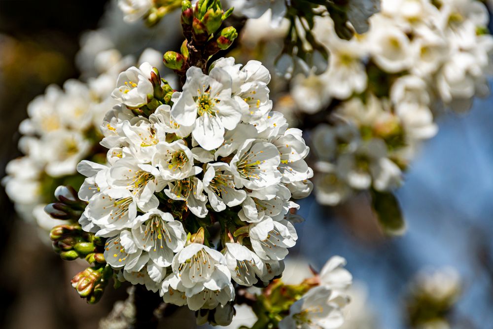 Frühe Kirschblüten