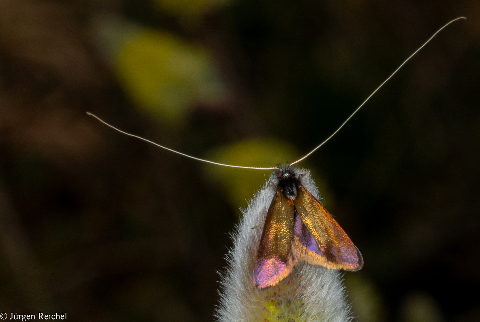 Frühe-Langfühlermotte (Adela cuprella) m. 