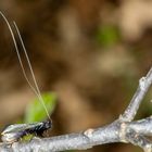 Frühe Langfühlermotte m. (Adela cuprella) 