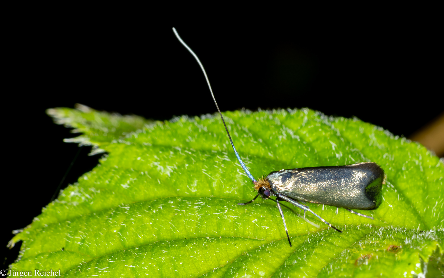 Frühe Langfühlermotte w. (Adela cuprella) 