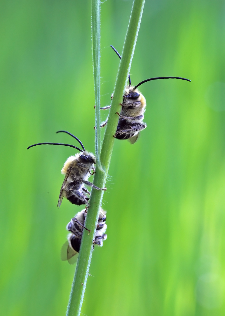 Frühe Langhornbiene