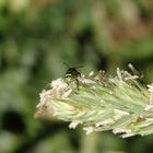 Frühe Larve der Grünen Stinkwanze (Palomena prasina) auf Knäuelgras