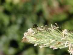 Frühe Larve der Grünen Stinkwanze (Palomena prasina) auf Knäuelgras