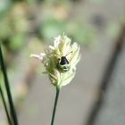 Frühe Larve der Grünen Stinkwanze (Palomena prasina) auf Knäuelgras