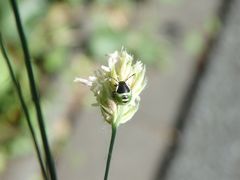 Frühe Larve der Grünen Stinkwanze (Palomena prasina) auf Knäuelgras