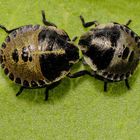 Frühe Larven der Streifenwanze (Graphosoma italicum)