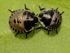 Frühe Larven der Streifenwanze (Graphosoma italicum)