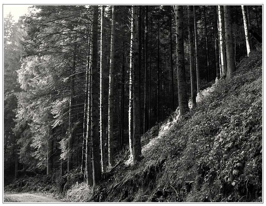 Frühe Lichtstimmung im Schwarzwald