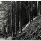 Frühe Lichtstimmung im Schwarzwald